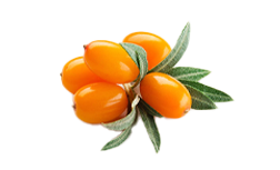 Sanddornbeeren