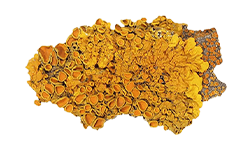 Cholecalciferol (Vitamin D3)
