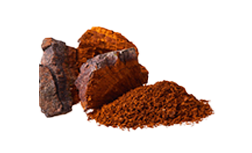 Chaga-Pilz